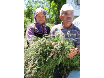 �Korunga S�t�te, Et�te kalite ve verimi artt?r?r�