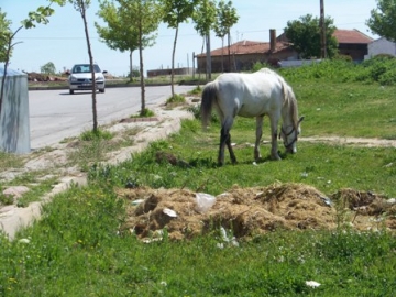 Yollarda Pis Kokular art?yor