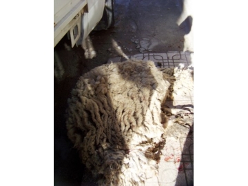 THK, 7 bin 670 Kg. Kurban Derisi toplad?