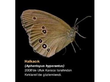Türkiye’de bulunmayan 4 kelebek türü Kırklareli’de fotoğraflandı