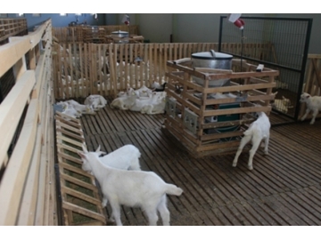 Kırklareli’de Modern Sistemde Koyun ve Keçi Yetiştiriciliği’nde gelişiyor