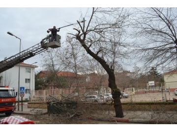 Tehlikeli a?a�lar budan?yor